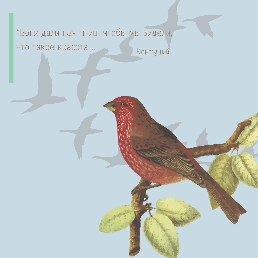Стихи про птиц на праздник осени